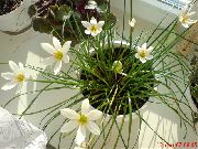  �������� ����� ���������� ����, �����������, ������� � ����, ������ Zephyranthes ������
