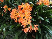 Кливия Clivia