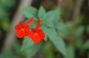  �������� ����� �������� ����, �����������, ������� � ����, ������ Achimenes ������