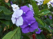  �������� ����� �����������  ����, �����������, ������� � ����, ������ Brunfelsia  ������