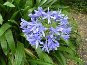  �������� ����� ��������� ��������� ����, �����������, ������� � ����, ������ Agapanthus umbellatus  ������