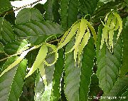 Иланг-иланг Cananga odorata