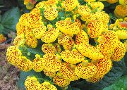 Кальцеолярия Calceolaria