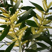  �������� ����� ������ ����, �����������, ������� � ����, ������ Acacia ������