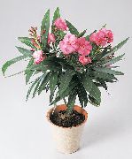 Олеандр Nerium oleander