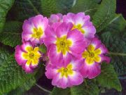  �������� ����� ������� ����, �����������, ������� � ����, ������ Primula  ������
