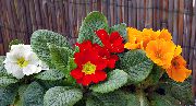 �������� ����� ������� ����, �����������, ������� � ����, ������ Primula  ������