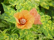  �������� ����� �������� (��������� ����) ����, �����������, ������� � ����, ������ Abutilon  ������