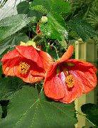  �������� ����� �������� (��������� ����) ����, �����������, ������� � ����, ������ Abutilon  ������
