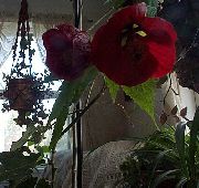 �������� ����� �������� (��������� ����) ����, �����������, ������� � ����, ������ Abutilon  ������