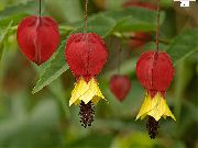  �������� ����� �������� (��������� ����) ����, �����������, ������� � ����, ������ Abutilon  ������