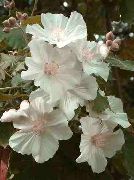  �������� ����� �������� (��������� ����) ����, �����������, ������� � ����, ������ Abutilon  ������