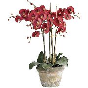  �������� ����� ����������  ����, �����������, ������� � ����, ������ Phalaenopsis  ������