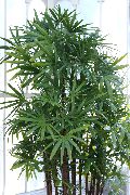 Рапис Rhapis