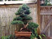 Ногоплодник (Подокарпус) Podocarpus