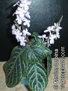 Хамерантемум Chamaeranthemum