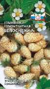 Белоснежка