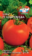 Андромеда F1