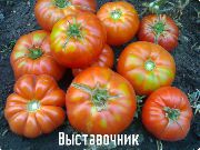 Выставочник