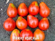 Инжир красный
