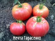 Мечта Тарасенко