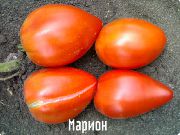 Марион