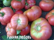 ������ ������ ���� ������� (���������)