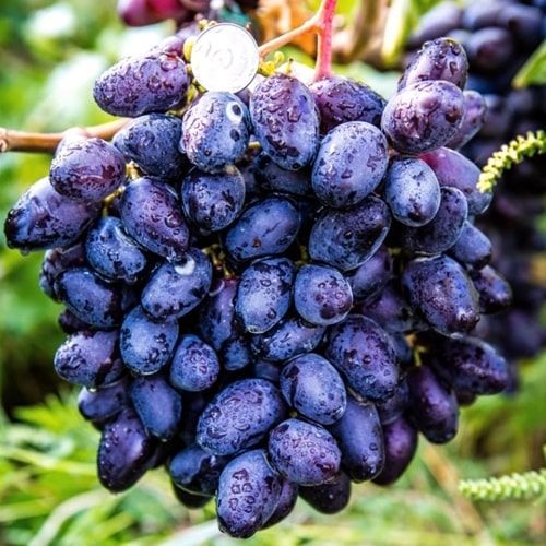 ���� �������� �����, ����, ������ ������ �� 1250 ���