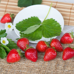 ���� ��������� ������� ����� (5 ��), ����, ������ ������ �� 375 ���