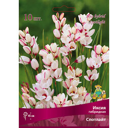���� ����� ��������� �������� (10��), ����, ������ ������ �� 261 ���