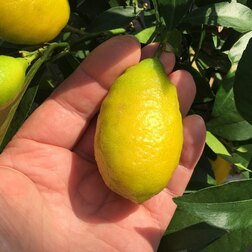 ���� ������ �������� ��������, ����, ������ ������ �� 1719 ���