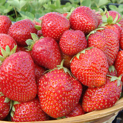 ���� ��������� ������� �������� (3 ��), ����, ������ ������ �� 303.75 ���