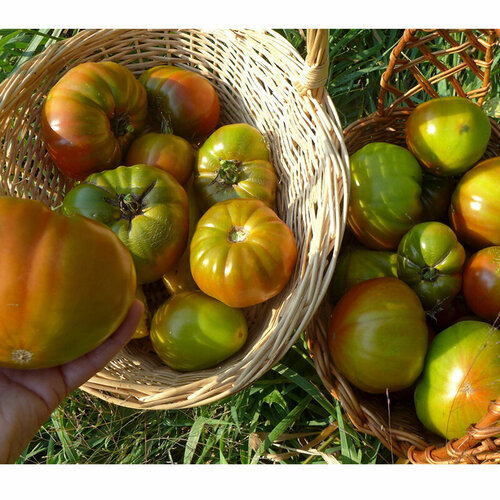     (. Solanum lycopersicum) 10, ,    380 
