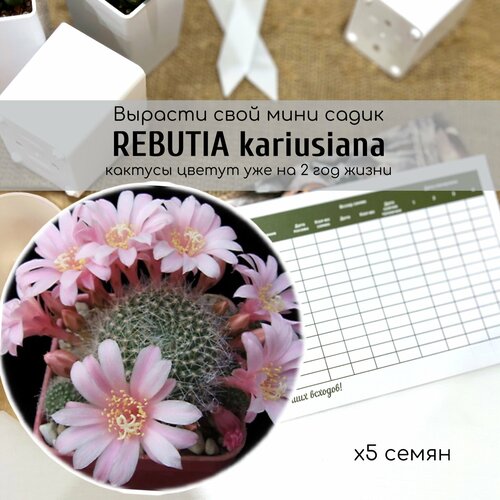   Rebutia kariusiana   -.    , ,    350 