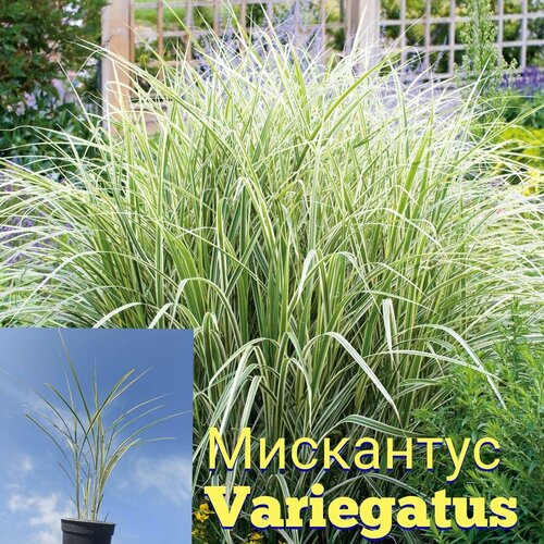 ��������� variegatus, ����, ������ ������ �� 700 ���