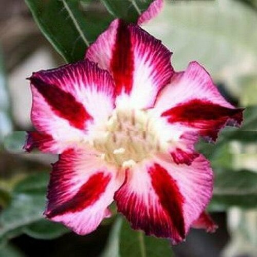 , Adenium Obesum Desert Rose FABULOUS, , , ,    394 