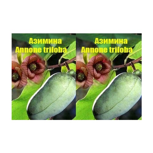 (Annone triloba), ,    350 
