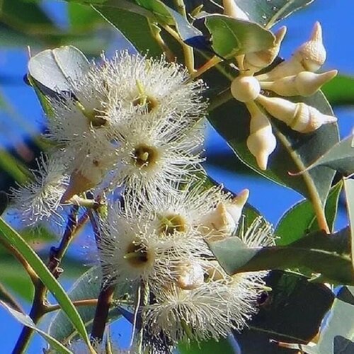     , Eucalyptus tereticornis 500 ., ,    320 