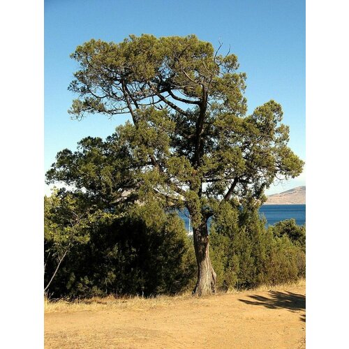    (Juniperus excelsa), 15 , ,    360 