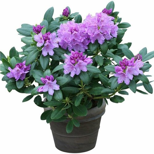 ,   (Rhododendron catawbiense) , ,    461 