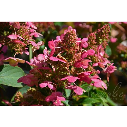 ��������� ����������� 'Prim Red', ����, ������ ������ �� 3200 ���