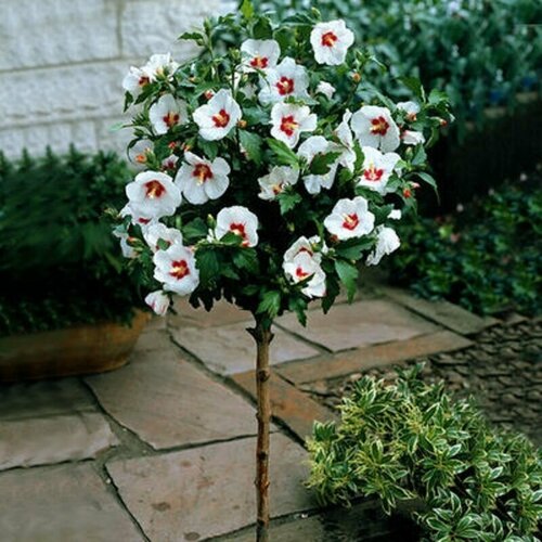   (Hibiscus SYRIACUS 'RED HEART ROSE OF CHIFFON), , ,    459 