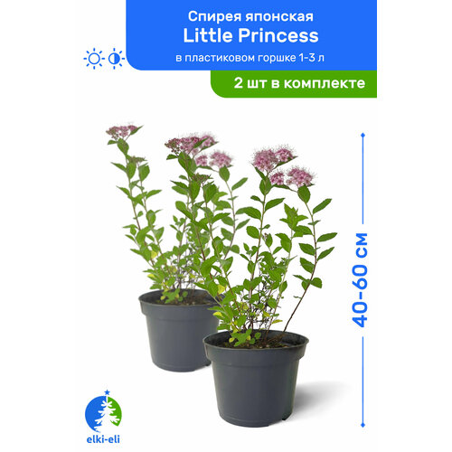   Little Princess ( ) 40-60     1-3 , ,   ,   2 , ,    2990 