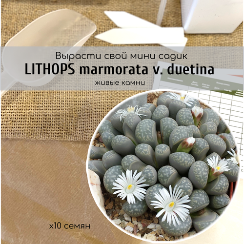   Lithops marmorata v. duetina    .  -     , ,    345 