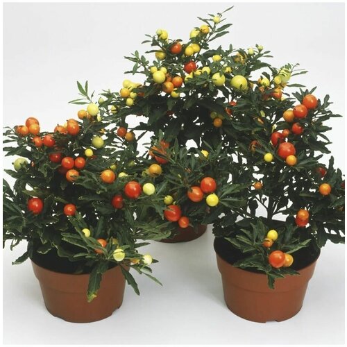   (Solanum capsicastrum) 8 ., ,    860 