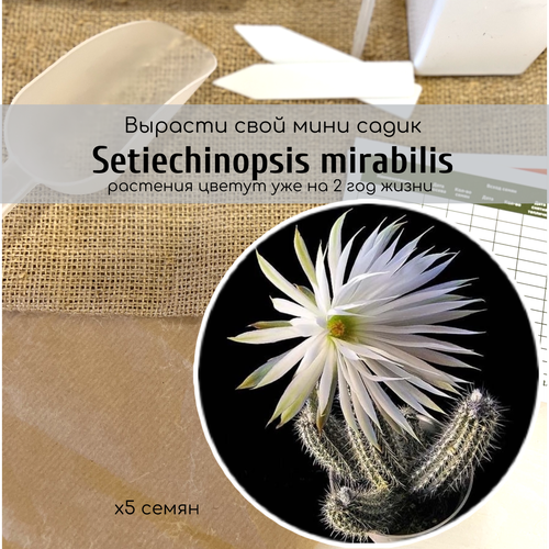   Setiechinopsis MIRABILIS ()    , ,    342 