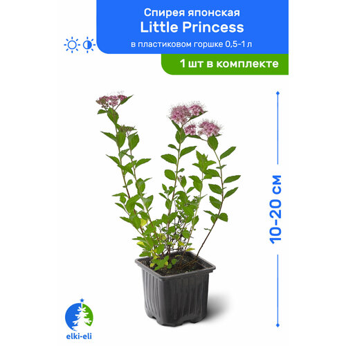   Little Princess ( ) 10-20     0,5-1 , ,   , ,    975 