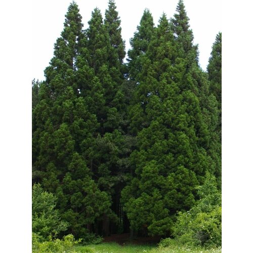    ( ) / Sequoiadendron giganteum, 15 , ,    400 