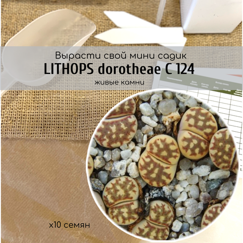   Lithops dorotheae C124  /    , ,    345 