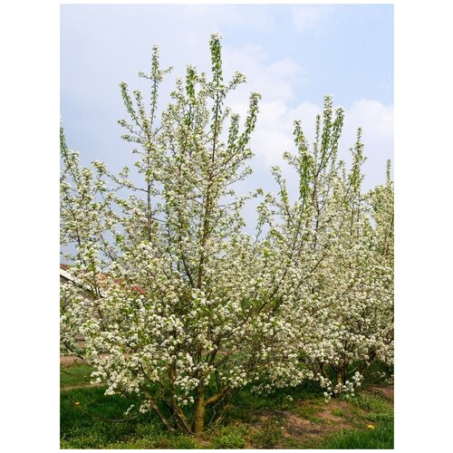    () / Prunus mahaleb, 15 , ,    400 
